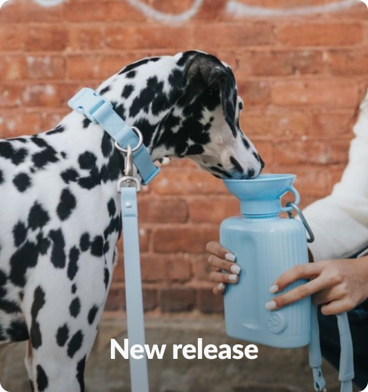 Pet care item